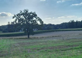 działka na sprzedaż - Pawłowice, Golasowice