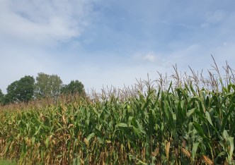 działka na sprzedaż - Jastrzębie-Zdrój, Jastrzębie Górne, Pileckiego