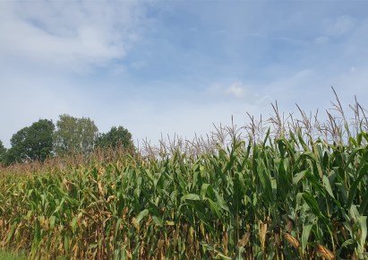 działka na sprzedaż - Jastrzębie-Zdrój, Jastrzębie Górne